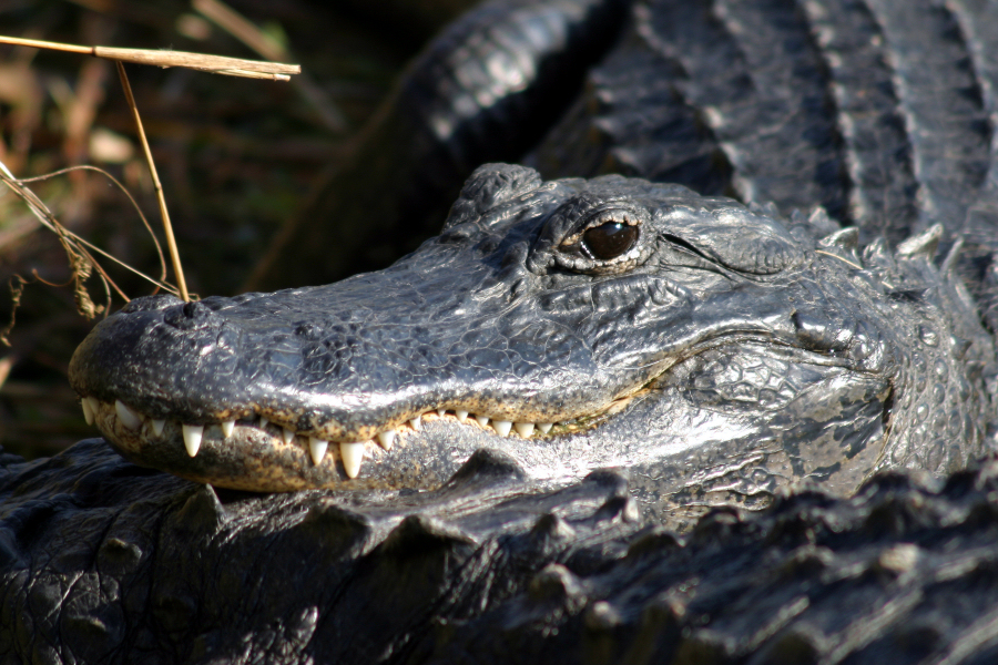 Alligator oder Krokodil?